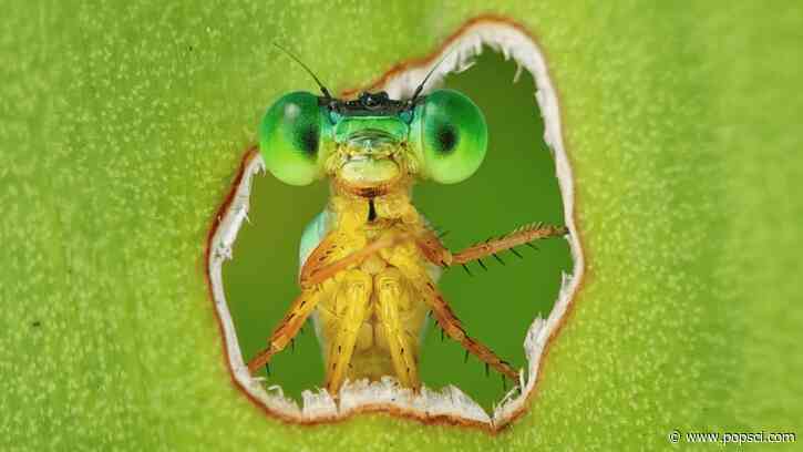 11 stunning images celebrating Earth’s life—and the scientists who study it