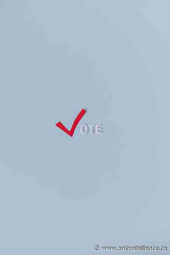 We are Seeking Advocates Residing in By-Election Ridings