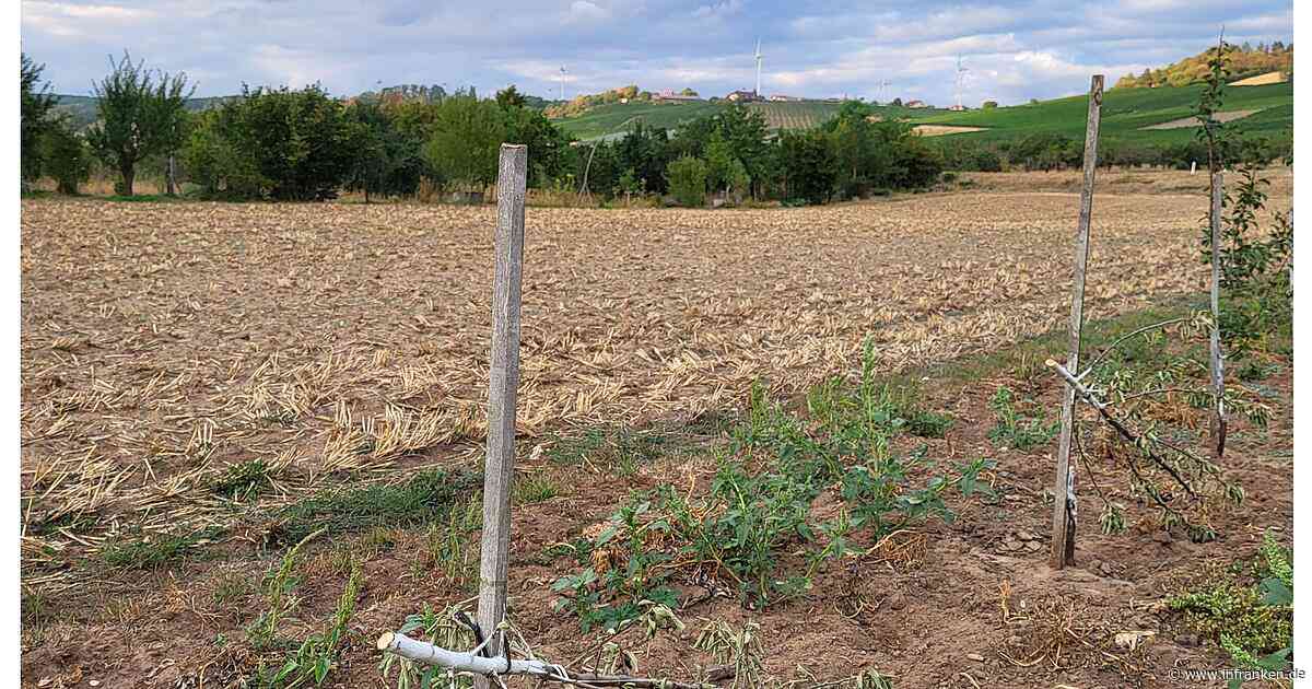 Sommerhausen: Weingut Opfer wüster Zerstörung - "gezielter Anschlag"