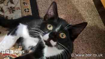 Kitten abseil rescue like 'prison escape attempt'