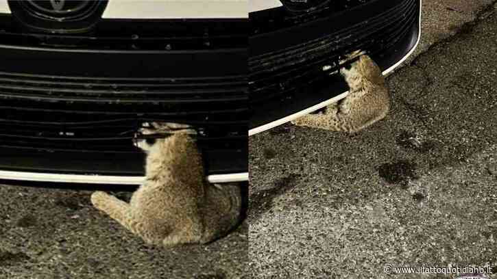 Scambiata per un gatto ferito, ma era una lince incastrata in un’auto: la operano per quattro ore e mezza e le salvano la vita