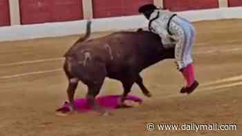 Moment one of Spain's top matadors is gored through the testicle during bullfight