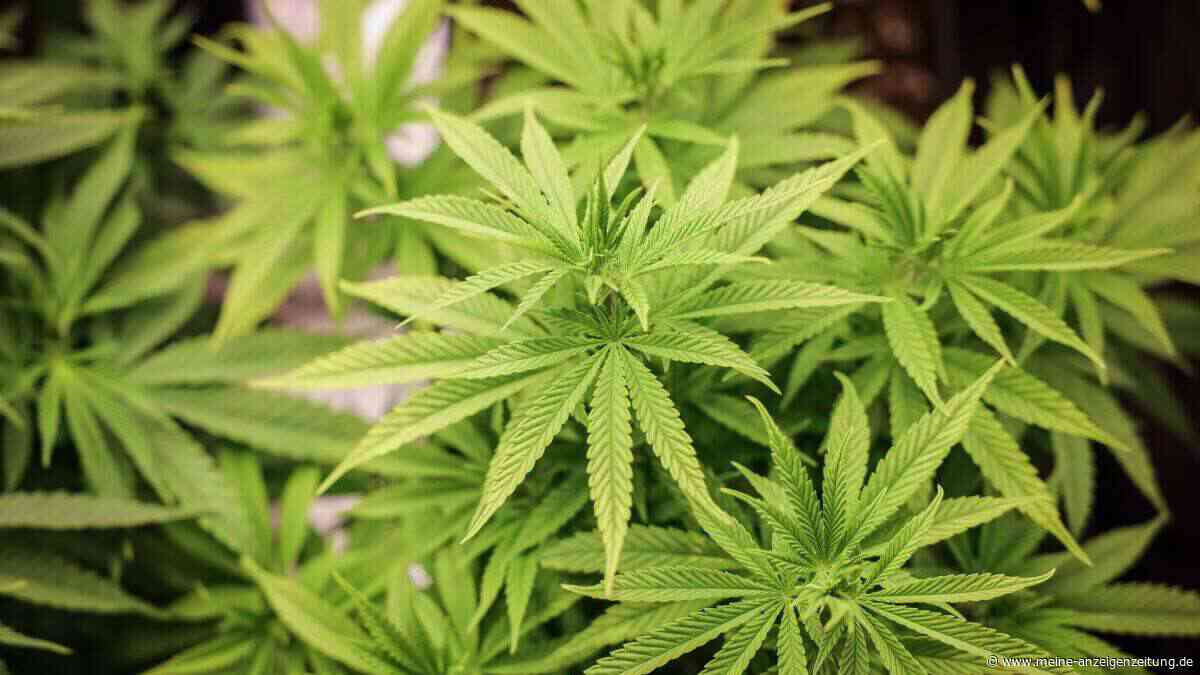 Vergessene Weihnachtsblüte: Schwabe (43) erlebt teure Bescherung nach Cannabisfund