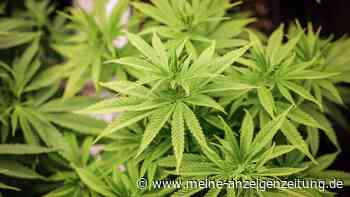 Vergessene Weihnachtsblüte: Schwabe (43) erlebt teure Bescherung nach Cannabisfund