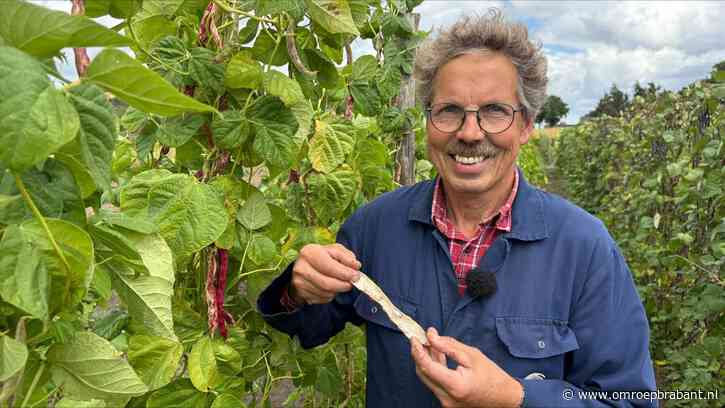 Deze tropische boontjes van boer Henk doen het wél goed in de hitte