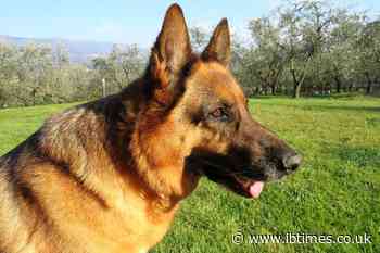 UK Dog Owner Charged With Manslaughter After German Shepherd Mauls Man Over Footpath Dispute