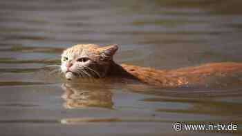 Baden in Baden-Baden: Katze öffnet Wasserhahn und überflutet Wohnung