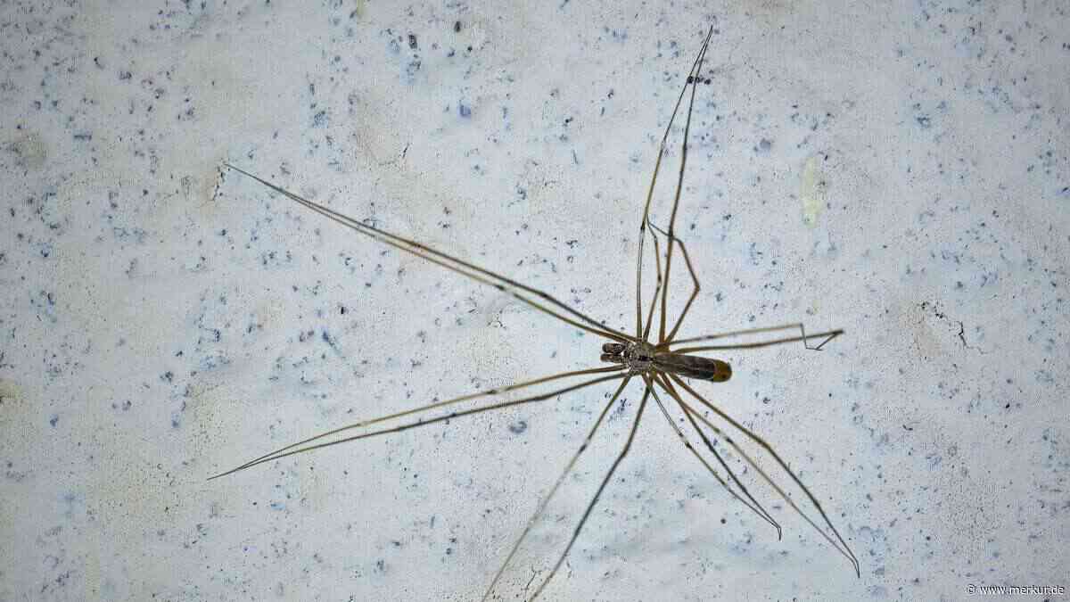 „Hilfe, Spinnen im Haus!“ – Warum gerade jetzt so viele Spinnen plötzlich auftauchen