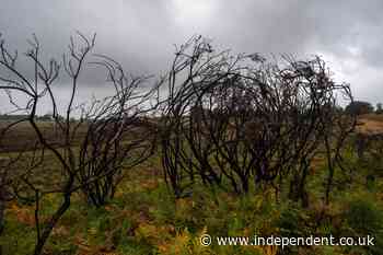 Ancient trees destroyed in devastating New Forest fire as National Highways gives A31 reopening update