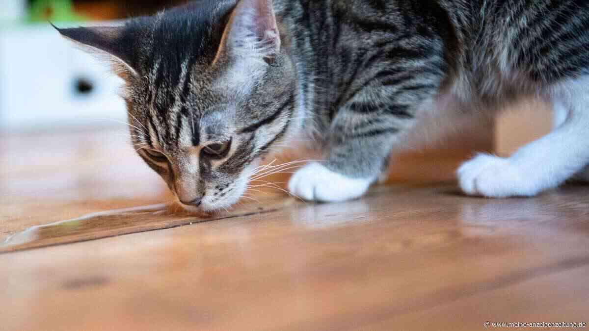 Wenn Katzen den Wassernapf links liegen lassen