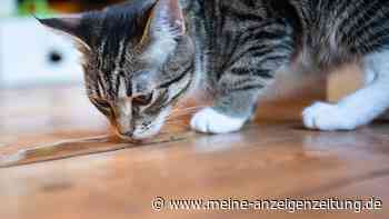 Wenn Katzen den Wassernapf links liegen lassen