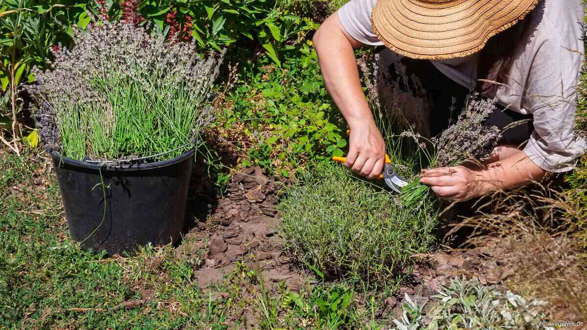 Alte Kräuter verjüngen: Wann Rückschnitt, Wurzelschnitt oder Teilen hilft