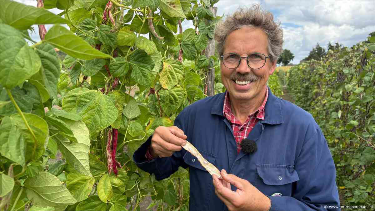 Hollandse bonen hebben het zwaar en dus kiest boer Henk voor wat anders