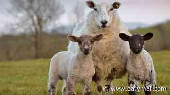 Will fake fibres and cheap meat see off the beloved British sheep?