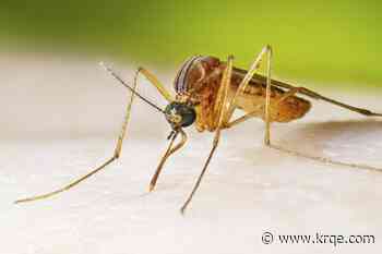 NMDOH warns of potential longer mosquito season