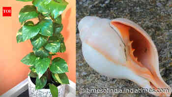 From money plants to shankh: 5 Vastu items believed to bring good luck and positivity at home