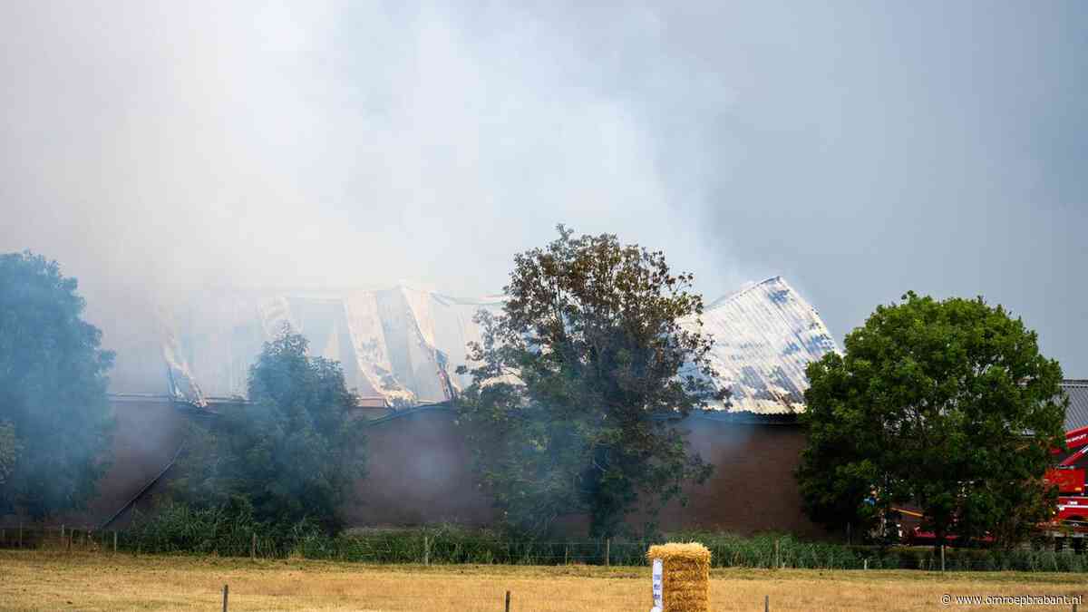 Brandweer laat stal in Zevenbergen uitbranden, stieren niet meer te redden