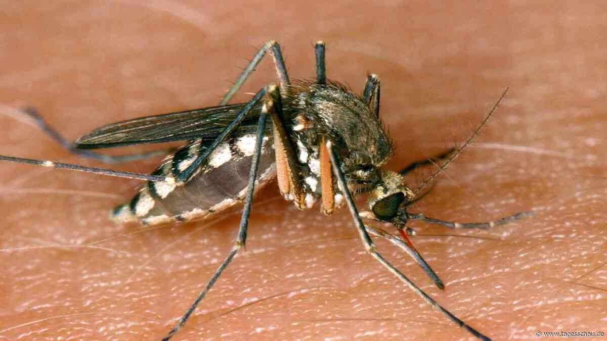 West-Nil-Virus: 157 Fälle in Griechenland gemeldet