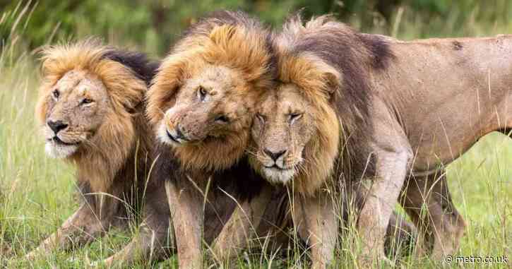 ‘I’ve filmed a groundbreaking new nature series – but David Attenborough thought I was mad’
