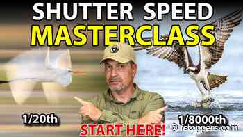 Four Shutter Speed Zones That Fix Noisy, Blurry Wildlife Shots