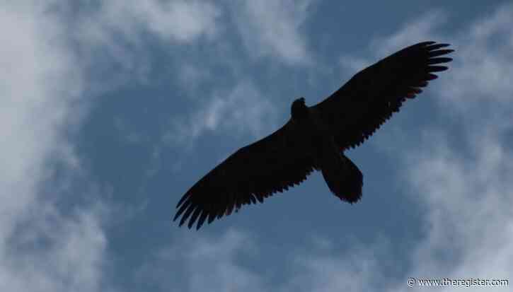 Thunderbird to flap twice as fast from September