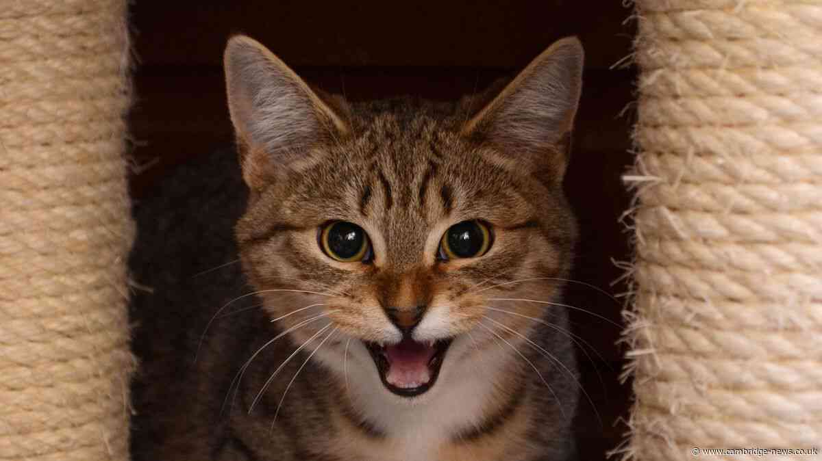 Cat shot with suspected air rifle in Cambridgeshire village