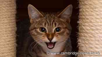 Cat shot with suspected air rifle in Cambridgeshire village