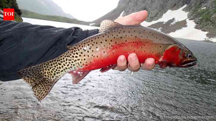 In 2002, New Mexico began one of America’s largest native-fish restoration projects...