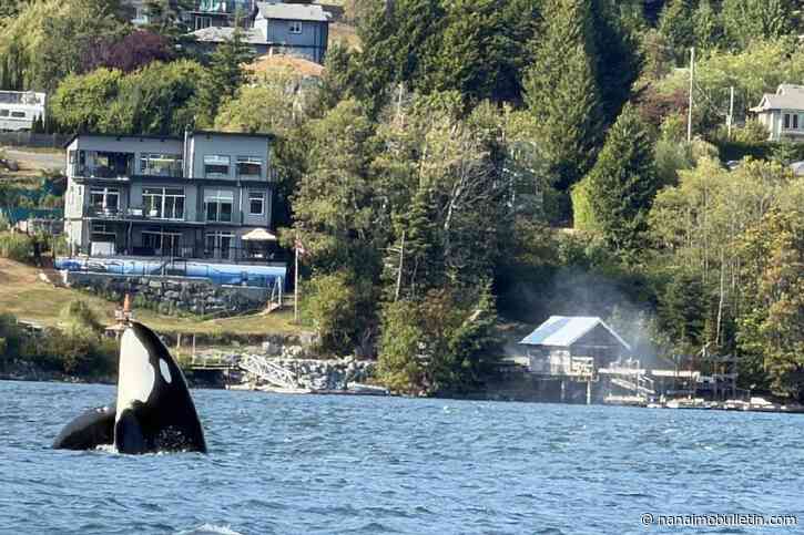 Killer welcome: Vancouver Island newcomer checks orca encounter off bucket list