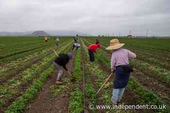 America’s jalapeño salmonella outbreak isn’t over