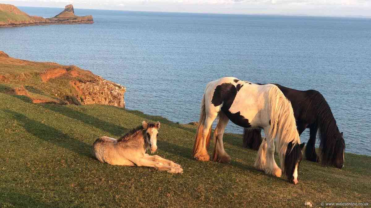 Horses removed from beauty spot as owners claim they were under 'constant pressure'