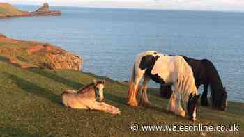Horses removed from beauty spot as owners claim they were under 'constant pressure'