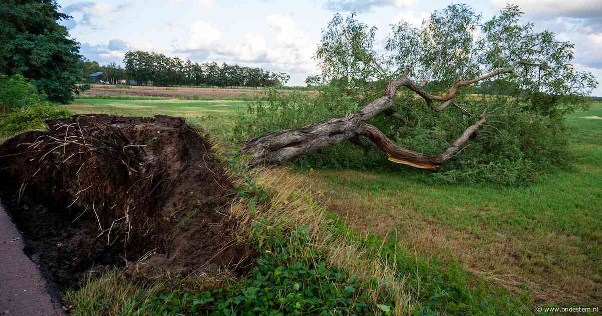 Zeker zeven bomen waaien om in Achtmaal, brandweer maakt de weg vrij