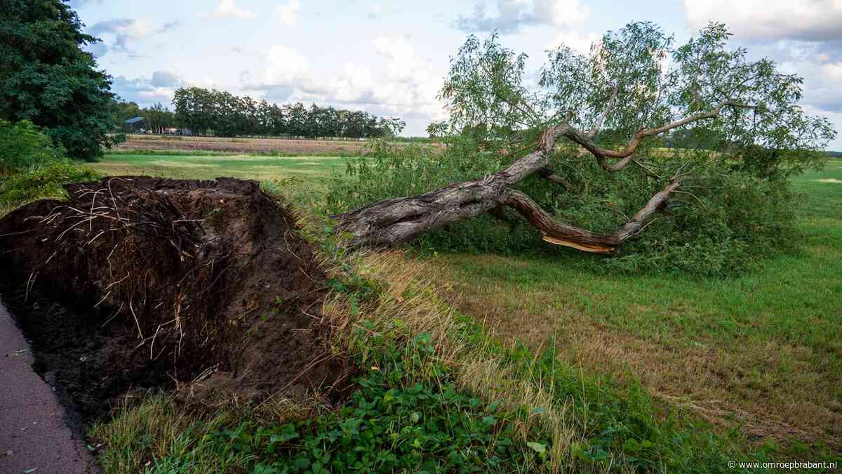 Zeker zeven bomen omgewaaid door forse onweersbuien in Achtmaal