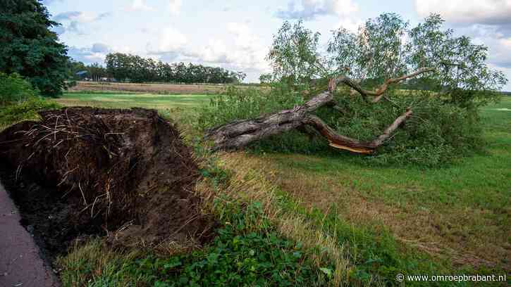 Zeker zeven bomen omgewaaid door forse onweersbuien in Achtmaal