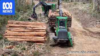 Loggers avoid environmental laws by labelling operations 'road maintenance'