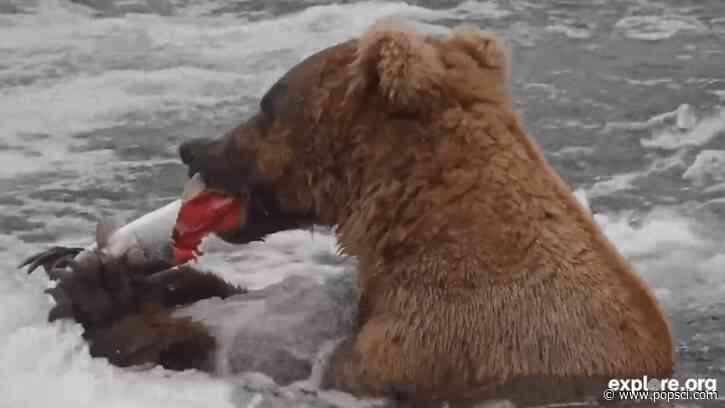 Meet Bucky Dent, one of Katmai’s most innovative fish-finder