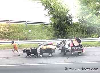 Man retrieves goats from animal control, finishes journey to D.C. and hits the road