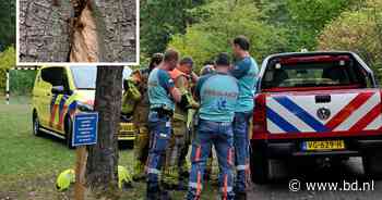 ‘Ik ga hier niet meer doorheen’: Nicole wordt gestoken door hoornaars tijdens wandeling op Kampina