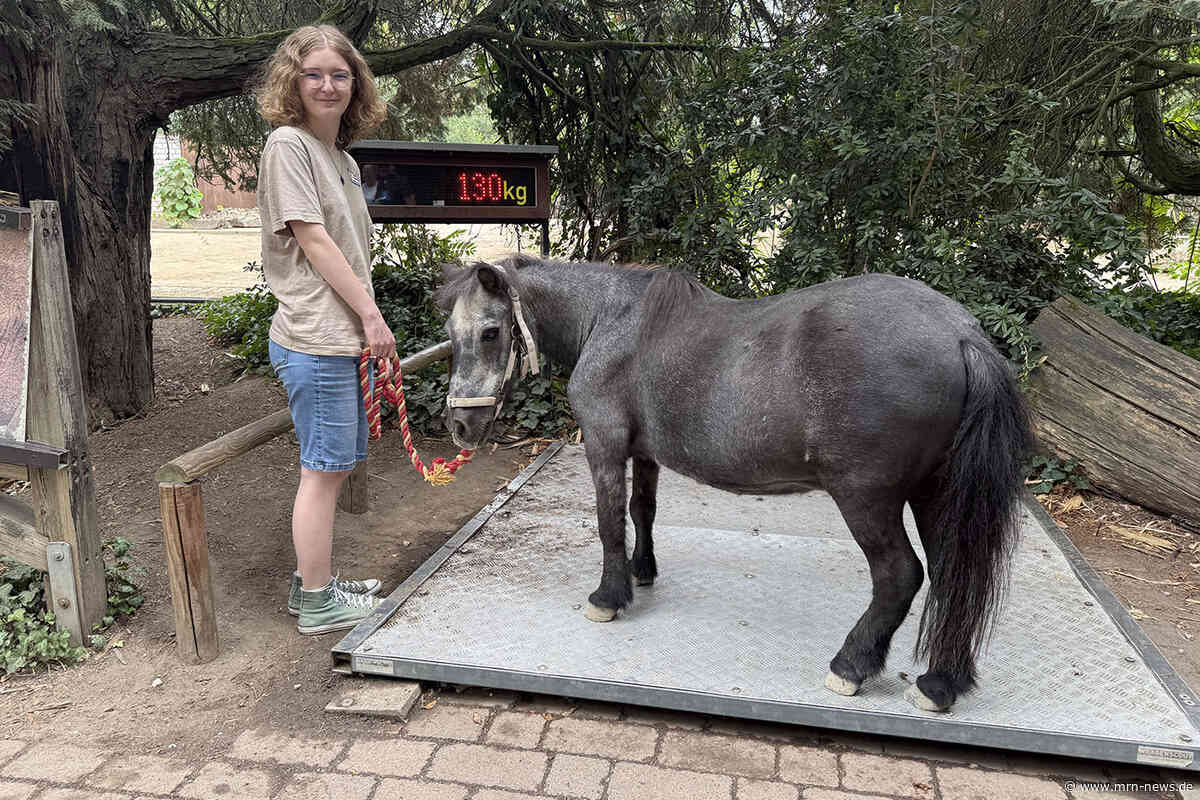 Heidelberg – Auf vier Hufen durch den Zoo