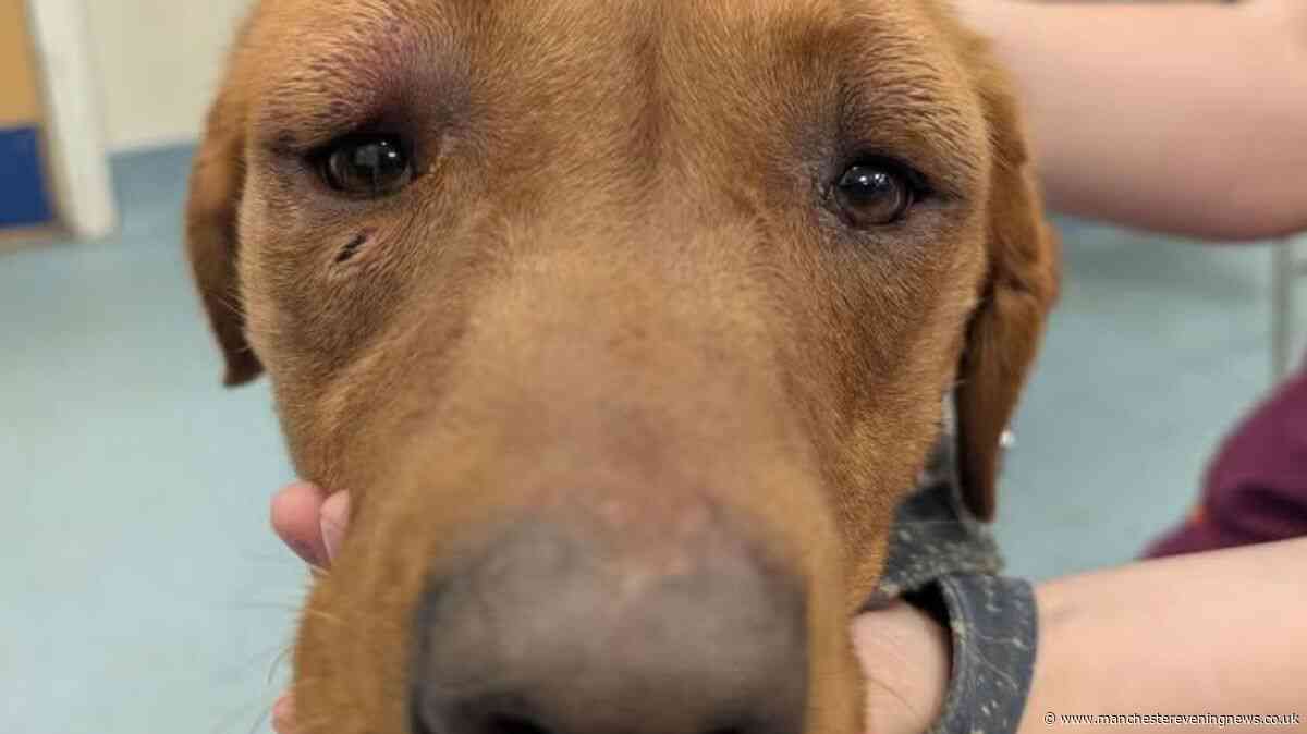 Dog seized from cruel owner but beatings had been so bad he died