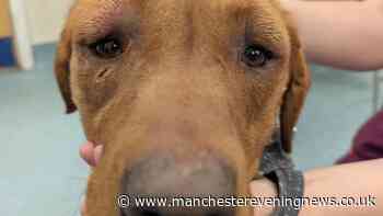 Dog seized from cruel owner but beatings had been so bad he died