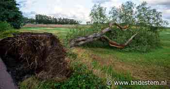 Harde wind blaast zeker zeven bomen om in Achtmaal, boom belandt in voortuin