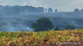 Wildlife killed in New Forest fire will take ‘decades to recover’