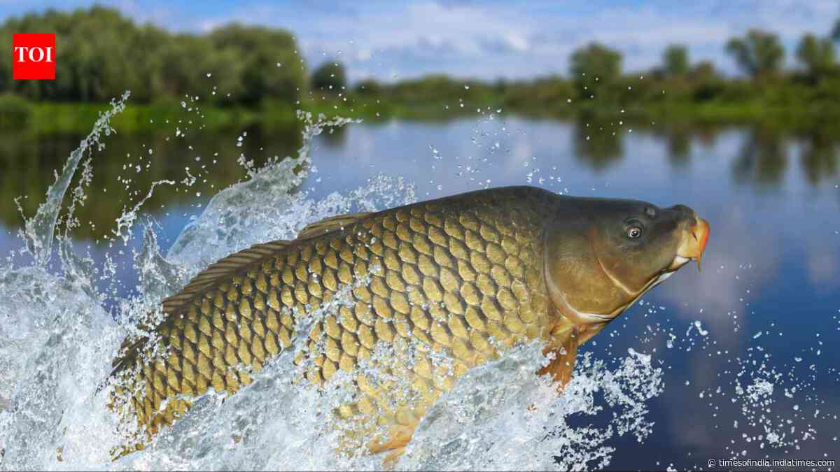 Tasmania spent 28 years removing invasive carp from two lakes; after 49,301 fish were...
