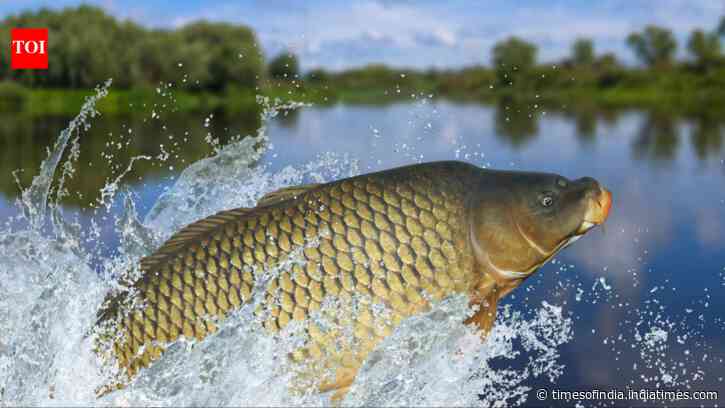 Tasmania spent 28 years removing invasive carp from two lakes; after 49,301 fish were...