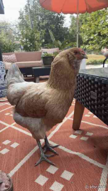 Queenie the chicken is missing, community hoping for her safe return