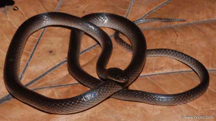 New snake species named in honor of Guns N’ Roses guitarist Slash