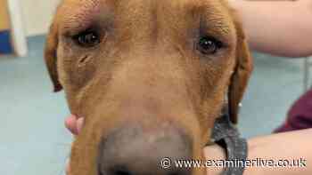Dog received such severe beatings he died after being seized from cruel owner