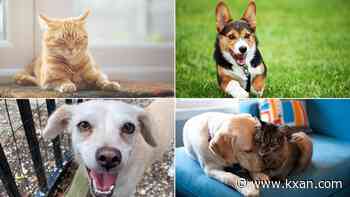 San Marcos Animal Services speaks on Clear the Shelters event